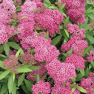 ANTHONY WATERER SPIREA (SPIRAEA BUMALDA ‘ANTHONY WATERER’)