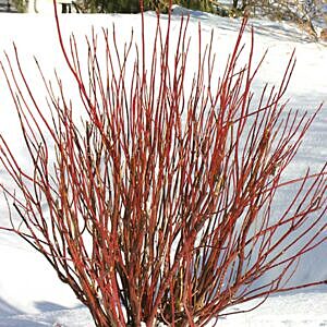 ARCTIC FIRE™ DOGWOOD (CORNUS STOLONIFERA ‘FARROW™’)