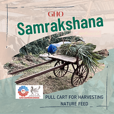 Special Grass for Gho Feed - 3 Days