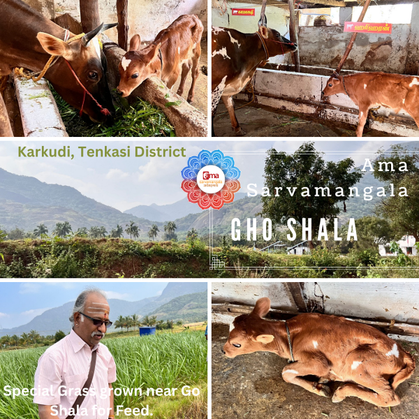 Feed for Gho ( Cow ) - KAMAKSHI & HARIHARAN