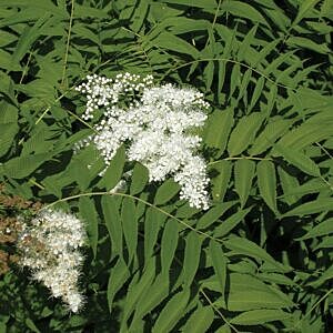 ASH LEAF FALSE SPIREA (SORBARIA SORBIFOLIA)