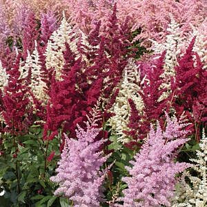 VISIONS PINK ASTILBE (ASTILBE CHINENSIS 'VISIONS PINK')