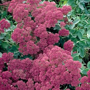 AUTUMN FIRE STONECROP (SEDUM SPECTABILE ‘AUTUMN FIRE’)