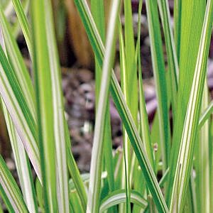 AVALANCHE REED GRASS (CALAMAGROSTIS ACUTIFOLIA ‘AVALANCHE’)