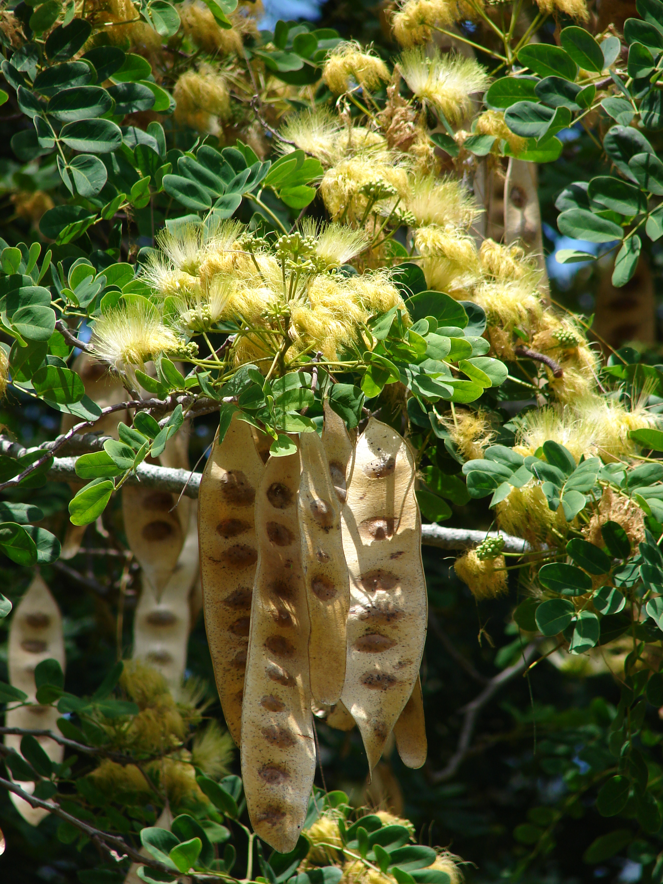 Albizia lebbeck (அயல் வாகை)
