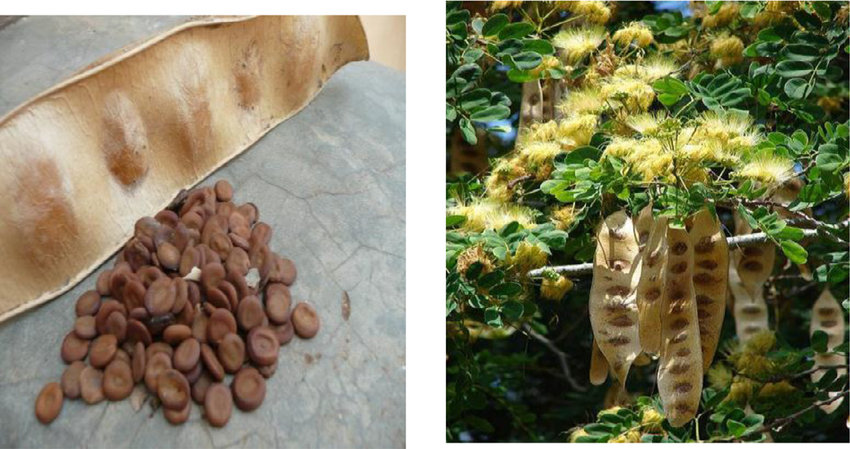 Albizia lebbeck (அயல் வாகை)