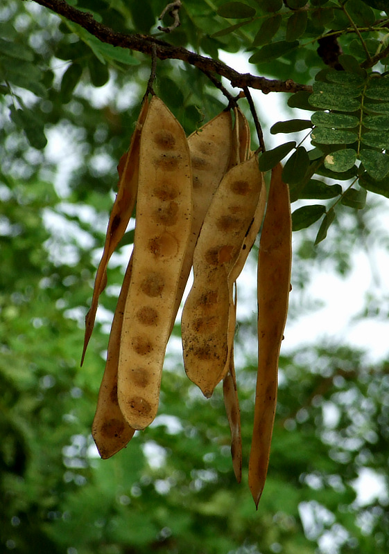 Albizia lebbeck (அயல் வாகை)