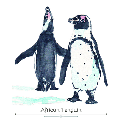 African Penguin Product Display Card