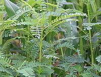 AGATHI KEERAI ( HUMMING BIRD TREE SEEDS )