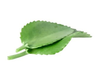 AKKAPANA LEAVES (200g)