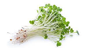 Alfalfa Sprouts 12/3.5 oz