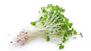 Alfalfa Sprouts 12/3.5 oz