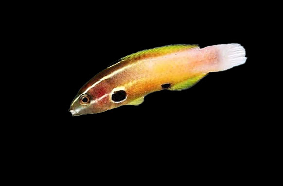 Allen's Wrasse