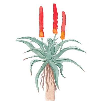 Cape Aloe