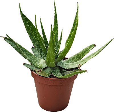 Aloe Vera Terra30cm Aloe Vera Terra30cm