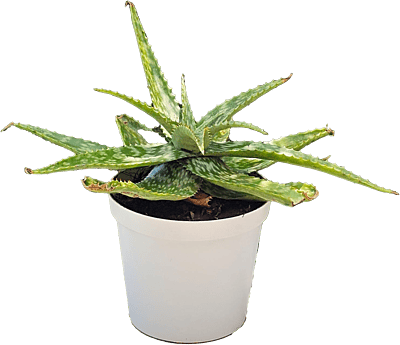 Aloe Vera white20cm Aloe Vera white20cm