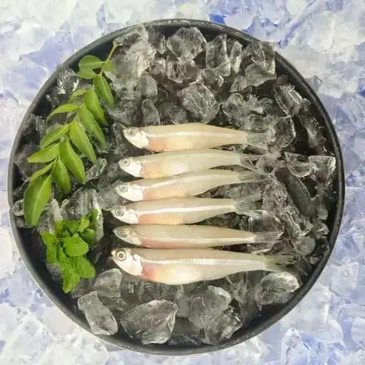 Anchovy /Nathalie Fish/ನೆತಿ