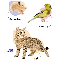 My AR Book of Animals, Vehicles, Human Body, Opposite & Shapes - Set of 4 Early Learning Books