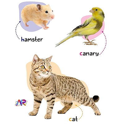 My AR Book of Animals, Vehicles, Human Body, Opposite & Shapes - Set of 4 Early Learning Books