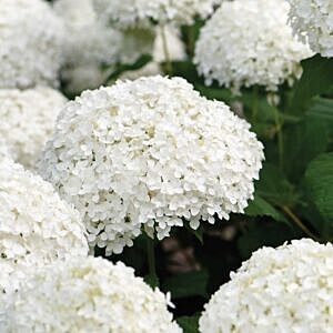 ANNABELLE HYDRANGEA (HYDRANGEA ARBORESCENS ANNABELLE)