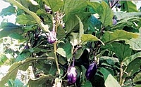 Annamalai Brinjal ( அண்ணாமலை கத்தரி )