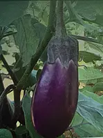 Annamalai Brinjal | அண்ணாமலை கத்தரி