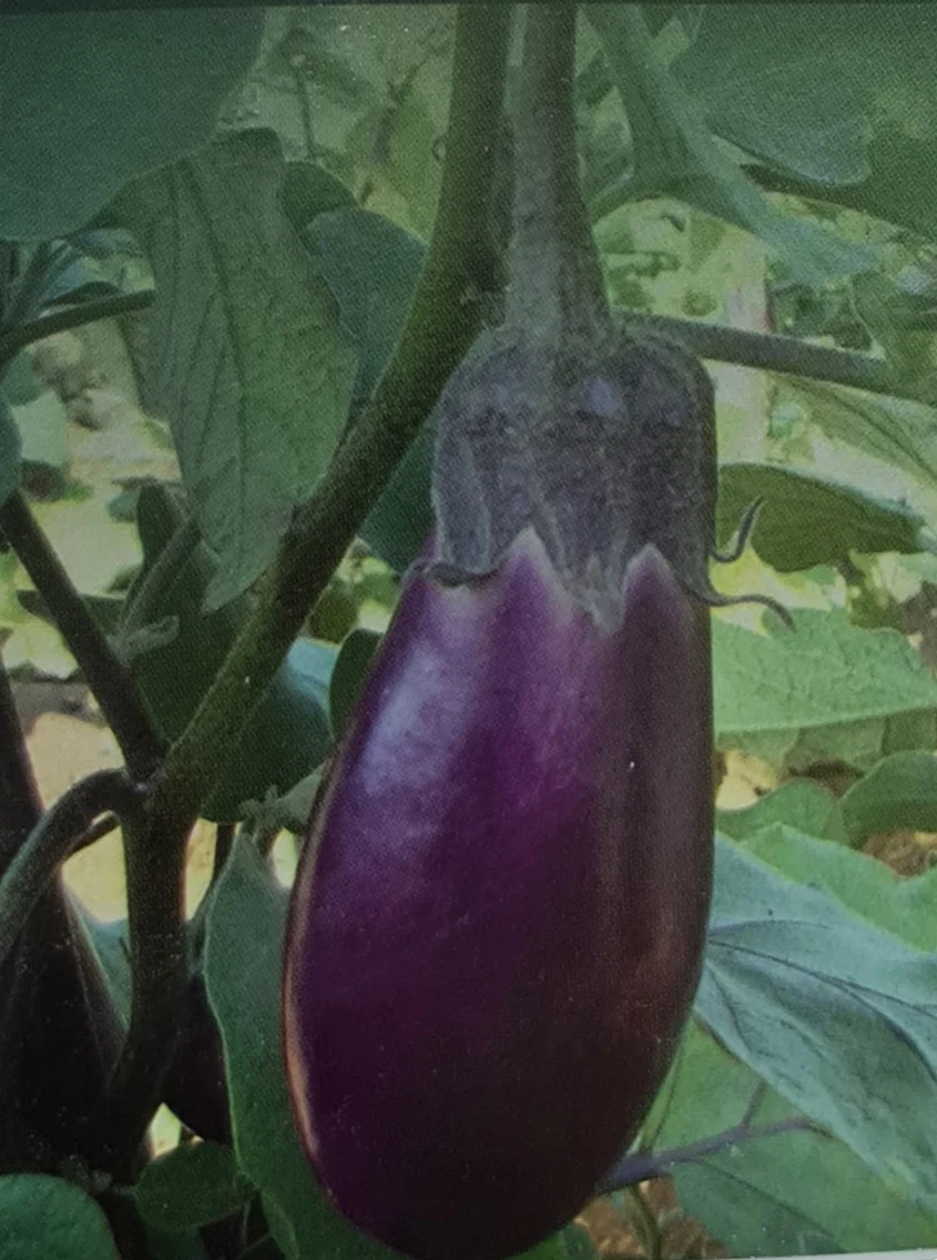Annamalai Brinjal  | அண்ணாமலை கத்தரி