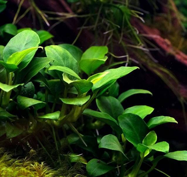 Anubias nana