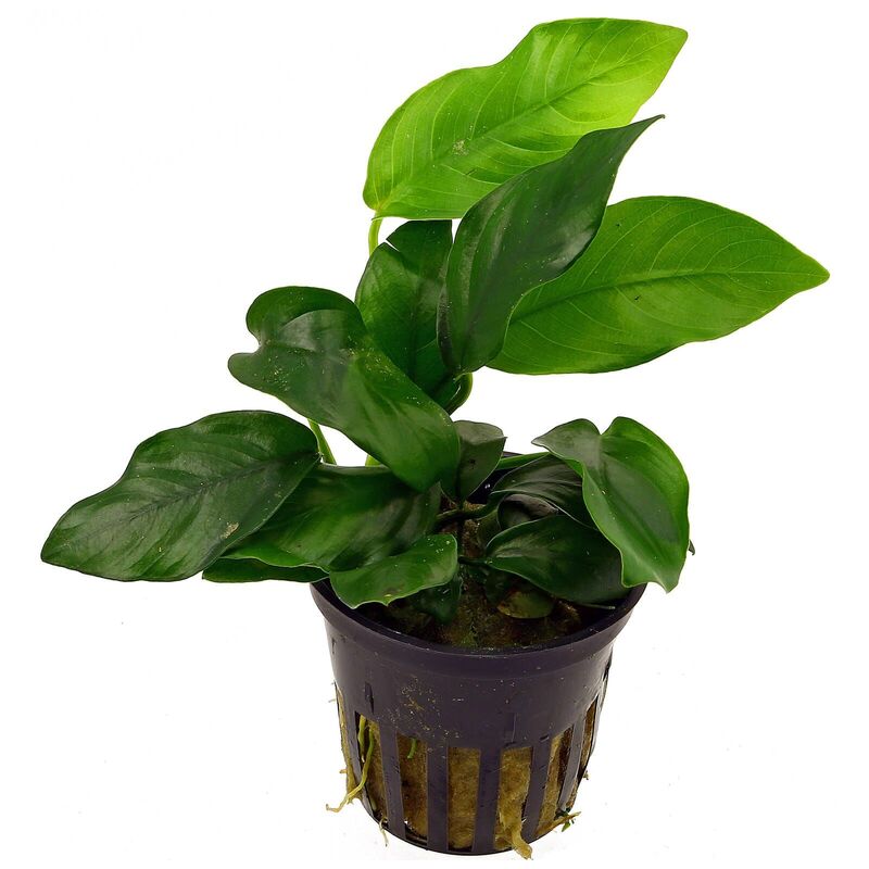 Anubias nana