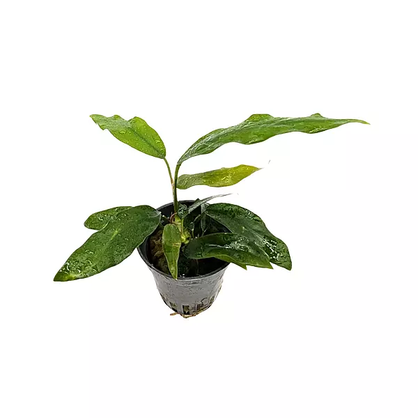 Anubias Mini Potted
