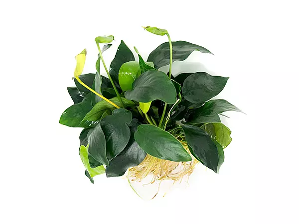 Anubias Nana XL Potted
