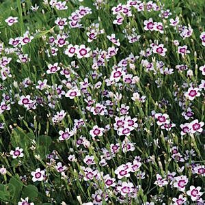 ARCTIC FIRE DIANTHUS (DIANTHUS DELTOIDES ‘ARCTIC FIRE’)