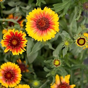 ARIZONA SUN BLANKET FLOWER (GAILLARDIA ARISTATA ‘ARIZONA SUN’)