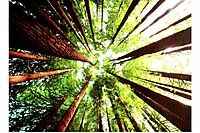 Arrow Puzzles - Beech Forest-Great Ocean Road-Australia 1000 Pc. Puzzle