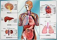 Arrow Puzzles - Human Organs 1000 Pc. Puzzle