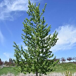 ASSINIBOINE POPLAR (POPULUS X ‘ASSINIBOINE’)