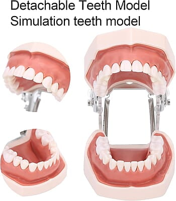 Modelo de Dientes estándar Desmontable Modelo de Dientes estándar Desmontable