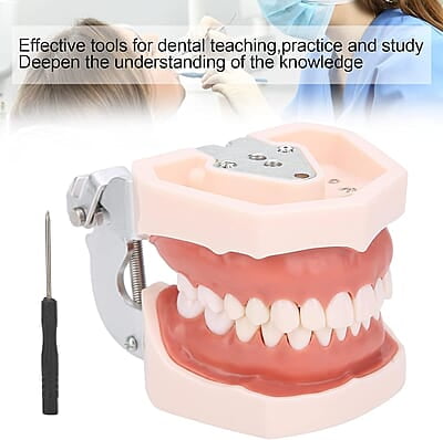 Modelo de Dientes estándar Desmontable Modelo de Dientes estándar Desmontable
