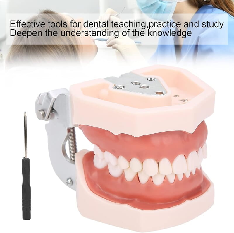 Modelo de Dientes estándar Desmontable