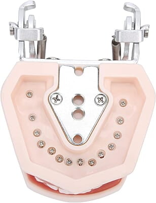 Modelo de Dientes estándar Desmontable Modelo de Dientes estándar Desmontable