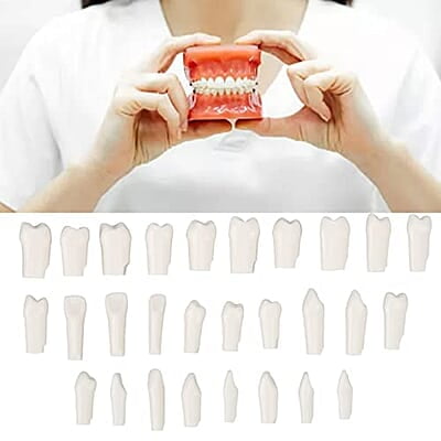 28 Piezas de Dientes Extraíbles 28 Piezas de Dientes Extraíbles