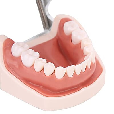 28 Piezas de Dientes Extraíbles 28 Piezas de Dientes Extraíbles