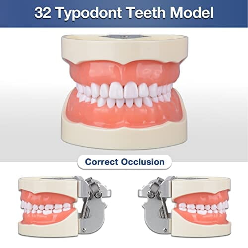 Ultrassist Typodont - Modelo de dientes con 32 dientes desmontables Ultrassist Typodont - Modelo de dientes con 32 dientes desmontables