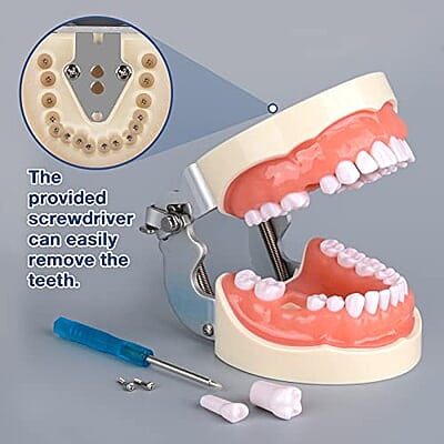 Ultrassist Typodont - Modelo de dientes con 32 dientes desmontables Ultrassist Typodont - Modelo de dientes con 32 dientes desmontables