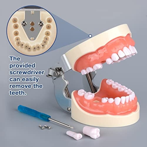 Ultrassist Typodont - Modelo de dientes con 32 dientes desmontables