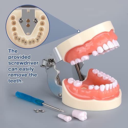 Ultrassist Typodont - Modelo de dientes con 32 dientes desmontables