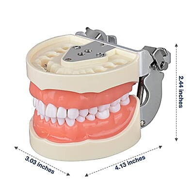 Ultrassist Typodont - Modelo de dientes con 32 dientes desmontables Ultrassist Typodont - Modelo de dientes con 32 dientes desmontables