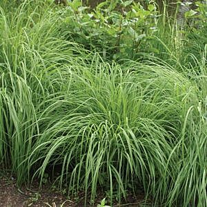 BIG BLUESTEM GRASS (ANDROPOGON GERARDII)
