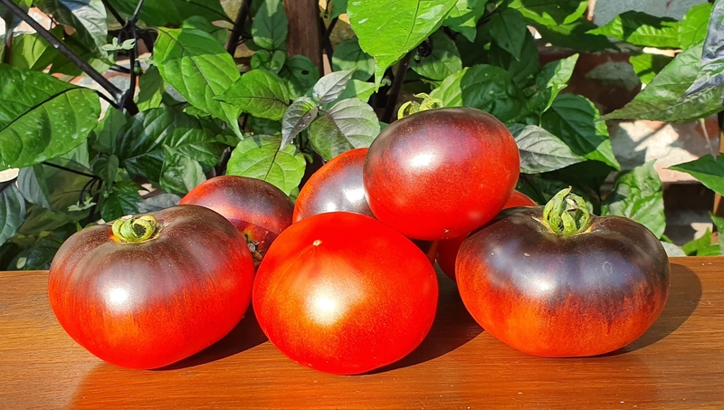 (Black and red) Apple Tomotto ( கருஞ்சிகப்பு நிற ஆப்பிள் தக்காளி )