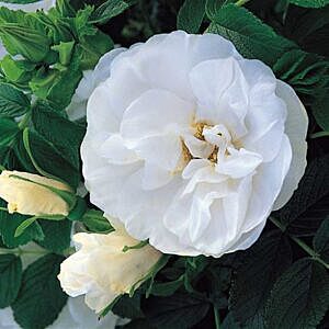 BLANC DE COUBERT ROSE (ROSA ‘BLANC DE COUBERT’) BLANC DE COUBERT ROSE (ROSA ‘BLANC DE COUBERT’)